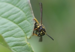 Ancistrocerus claripennis