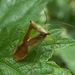 Acanthosomatidae - Photo (c) saturnindi,  זכויות יוצרים חלקיות (CC BY-NC), uploaded by saturnindi