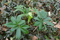 Arisaema silvestrii