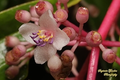 Medinilla speciosa