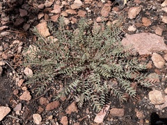 Astragalus palmeri