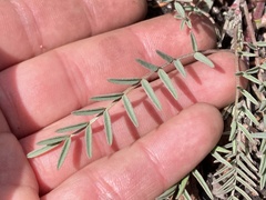 Astragalus palmeri