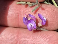 Astragalus palmeri