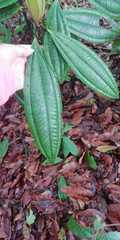 Miconia notabilis