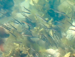 Trachinops caudimaculatus