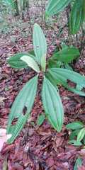 Miconia notabilis