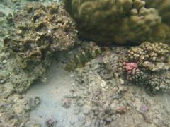 Cheilinus trilobatus