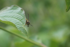 Ancistrocerus claripennis