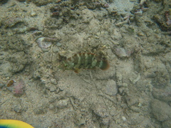 Cheilinus trilobatus