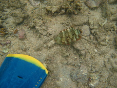 Cheilinus trilobatus