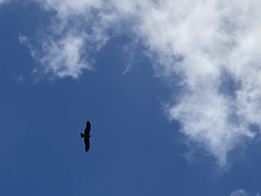 Milvus migrans formosanus