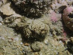 Pilumnus vespertilio