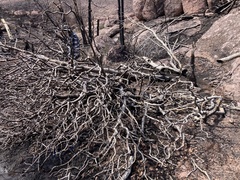 Cupressus revealiana