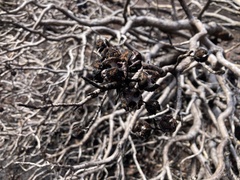 Cupressus revealiana