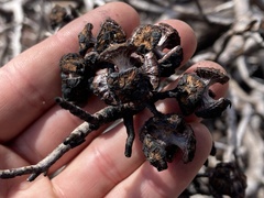 Cupressus revealiana