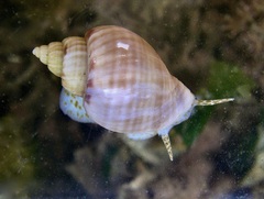 Sydaphera lactea
