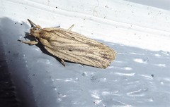 Agonopterix umbellana