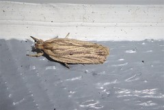 Agonopterix umbellana