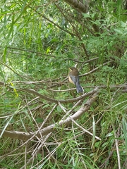 Acanthorhynchus tenuirostris