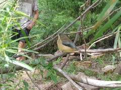 Acanthorhynchus tenuirostris