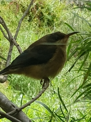 Acanthorhynchus tenuirostris