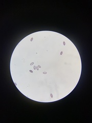 Ascobolus albidus