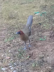 Ortalis erythroptera