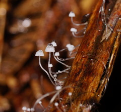 Mycena maldea