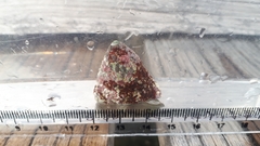 Tegula pfeifferi carpenteri