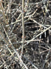 Ephedra funerea