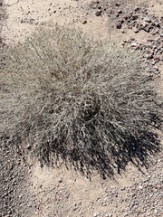 Ephedra funerea