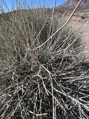 Ephedra funerea