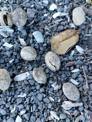 Corynocarpus laevigatus
