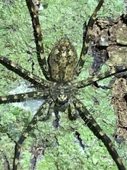 Syntrechalea