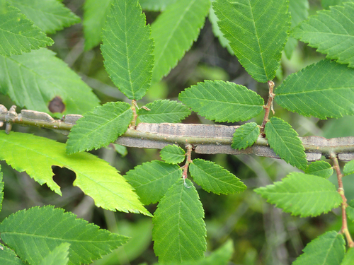 winged elm (Ulmus alata)