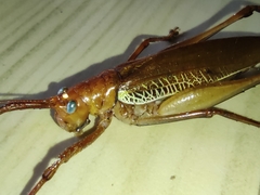 Ischnomela pulchripennis