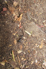 Plectroctena