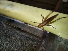 Ischnomela pulchripennis