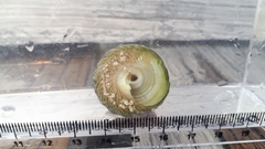 Tegula pfeifferi carpenteri