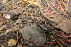 Plectroctena