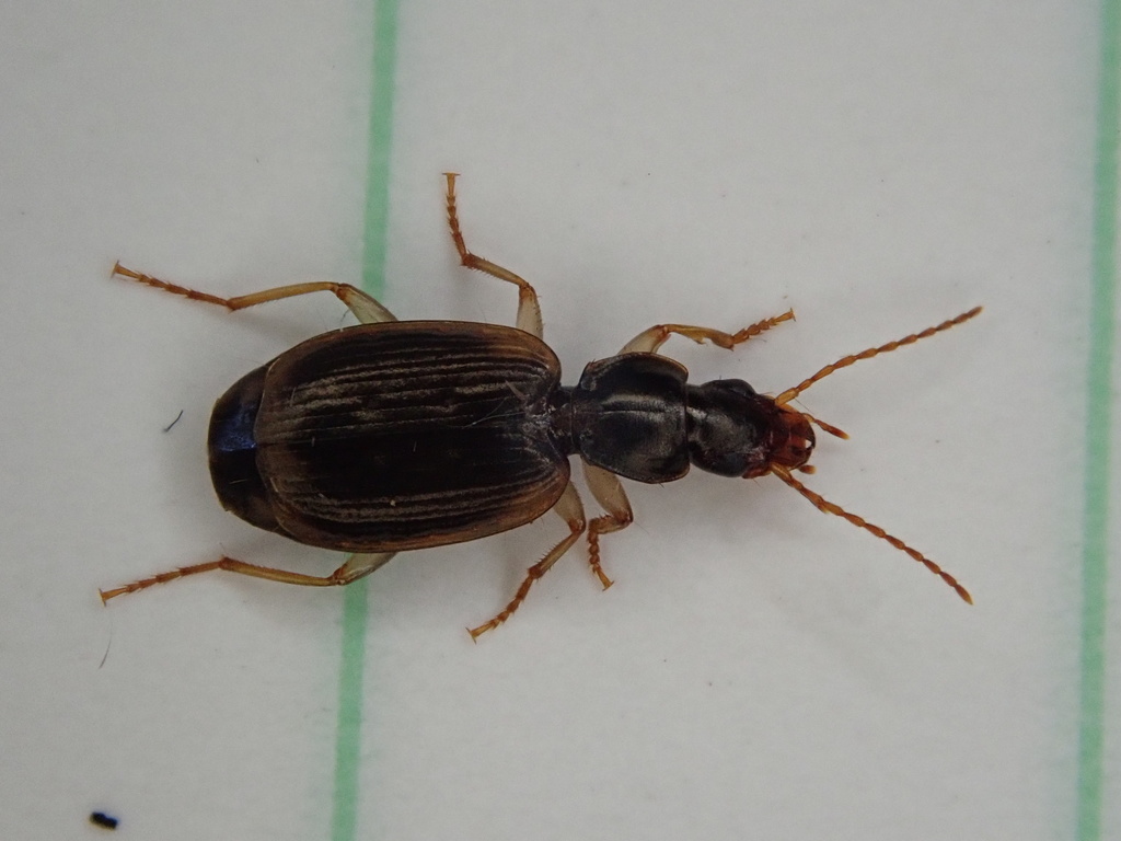Anomotarus discofoveatus