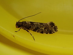 Parochmastis hilderi