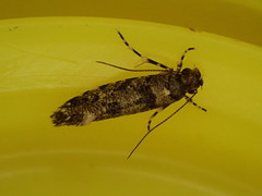 Parochmastis hilderi