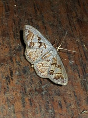 Idaea subfervens