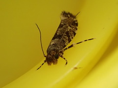 Parochmastis hilderi