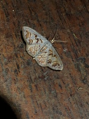 Idaea subfervens