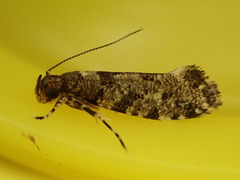 Parochmastis hilderi