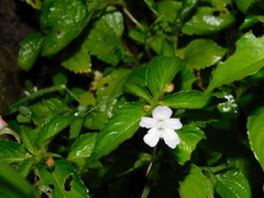 Impatiens platypetala nematoceras