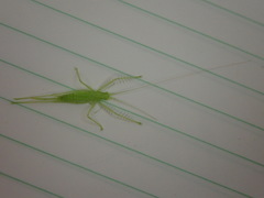 Beiericolya tardipes