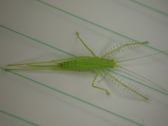 Beiericolya tardipes